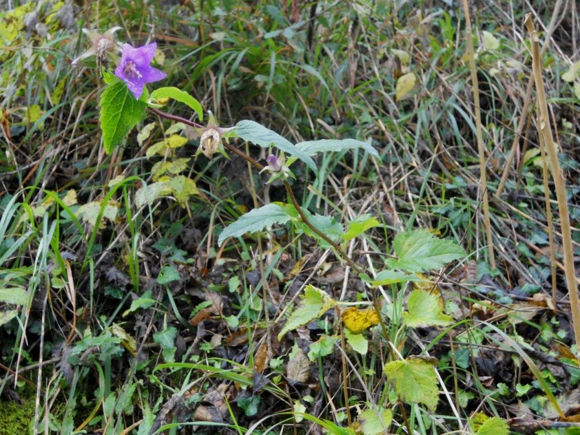 Campanula trachelium